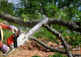 Professional Tree Removal and Landscaping Services in Red Bud, IL